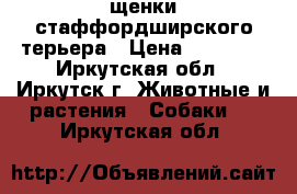 щенки стаффордширского терьера › Цена ­ 15 000 - Иркутская обл., Иркутск г. Животные и растения » Собаки   . Иркутская обл.